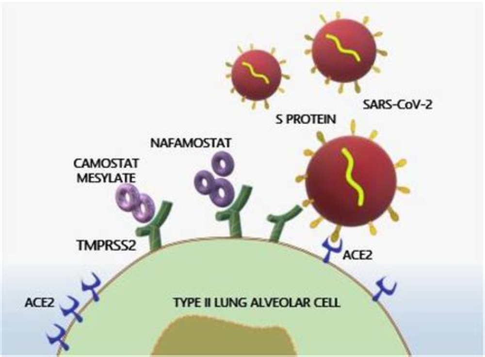 SARS-CoV-2 genomics and host cellular susceptibility factors of COVID-19
