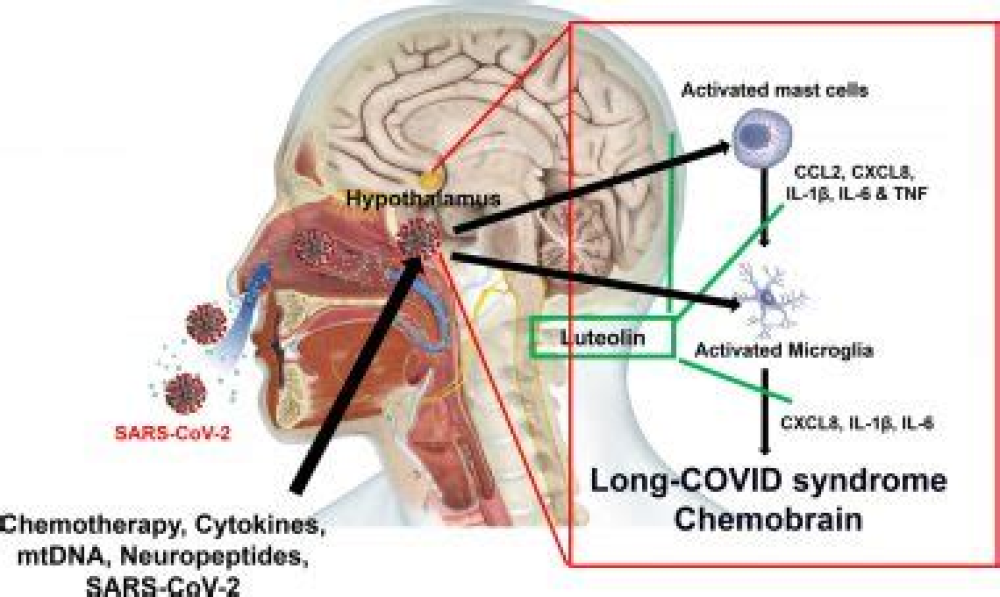 The Link Between COVID-19 and Brain Fog