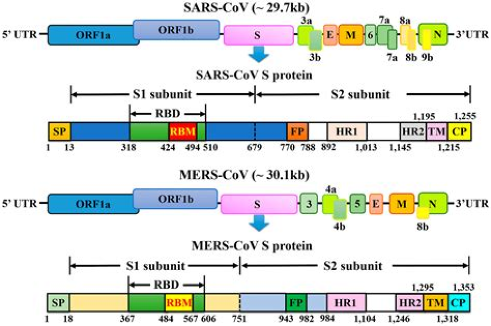 A comprehensive map of the SARS-CoV-2 genome