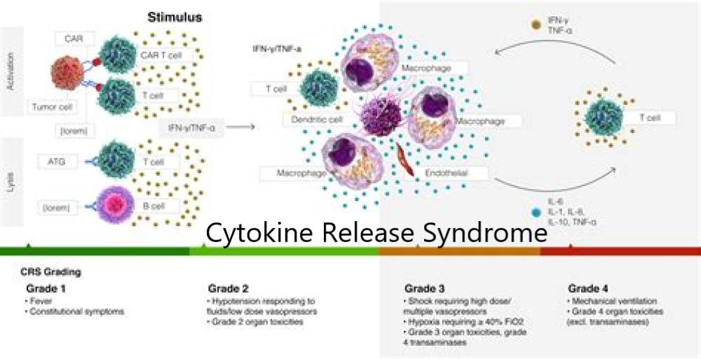 What Is a Cytokine Storm? Doctors Explain How Some COVID-19 Patients’ Immune Systems Turn Deadly