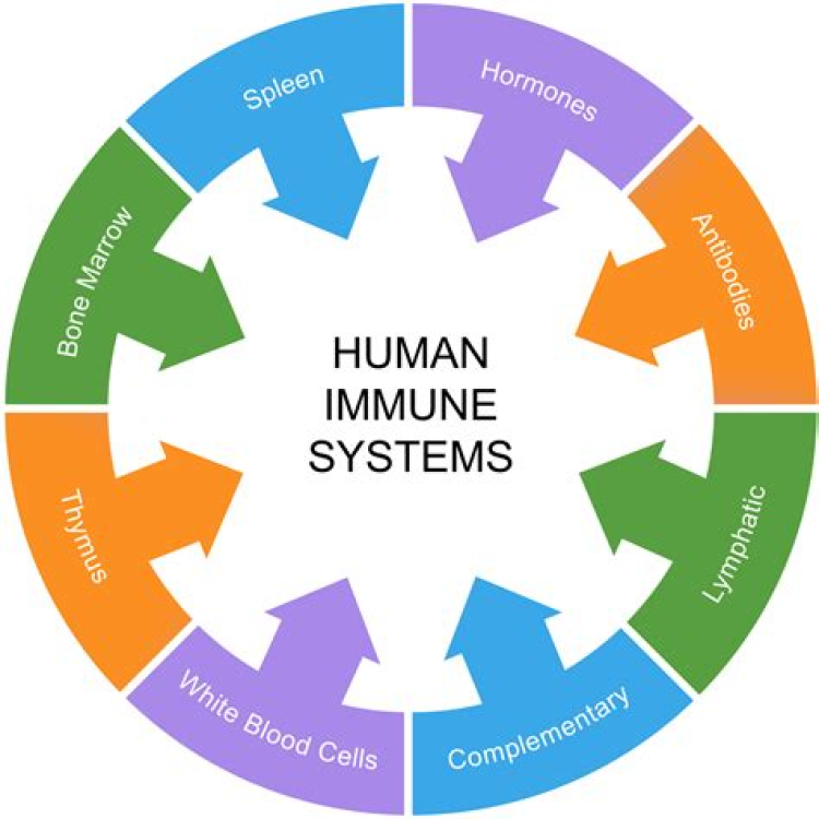 Can COVID-19 Immunity Last for Years?