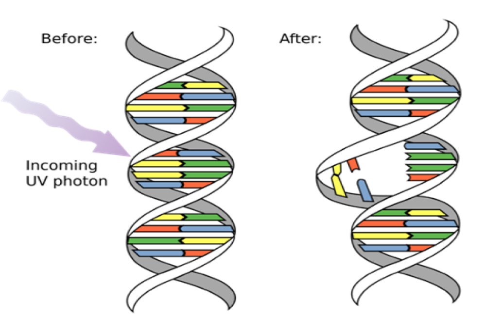 Mutational Similarities Between SARS-CoV-2 and Its Predecessors