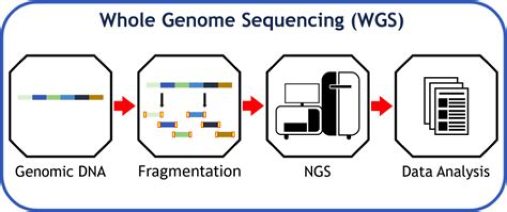 COVID-19 Sequencing