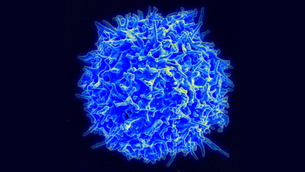 Immune T Cells May Offer Lasting Protection Against COVID-19