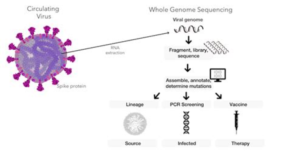 Genomic sequencing: what it is and how it’s being used against Covid-19 in Victoria