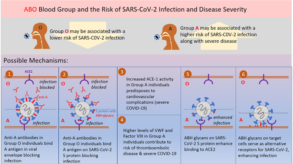 ABO blood group and COVID-19: a review on behalf of the ISBT COVID-19 working group