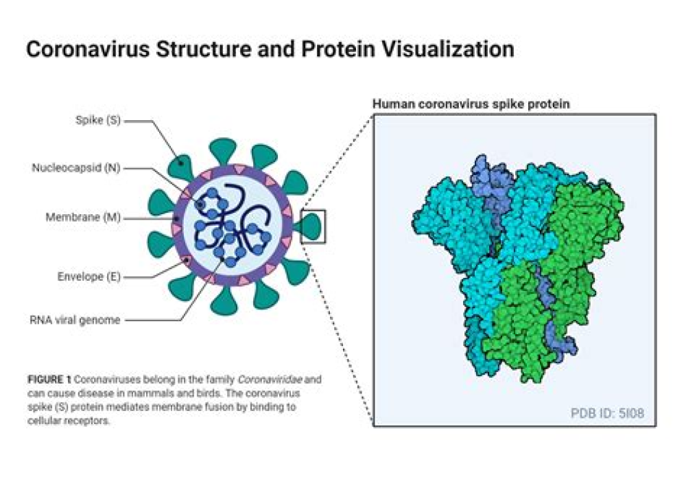 Human coronavirus OC43 nucleocapsid protein binds microRNA 9 and potentiates NF-κB activation