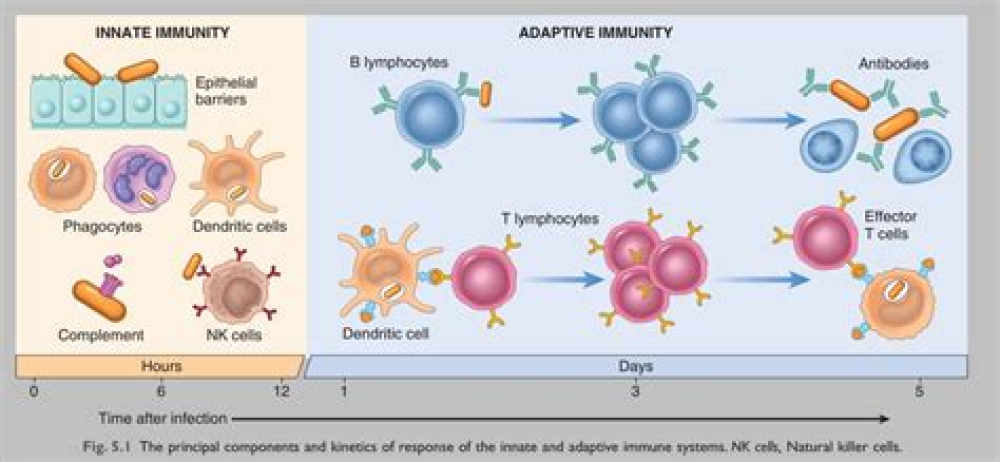 B cell memory: understanding COVID-19