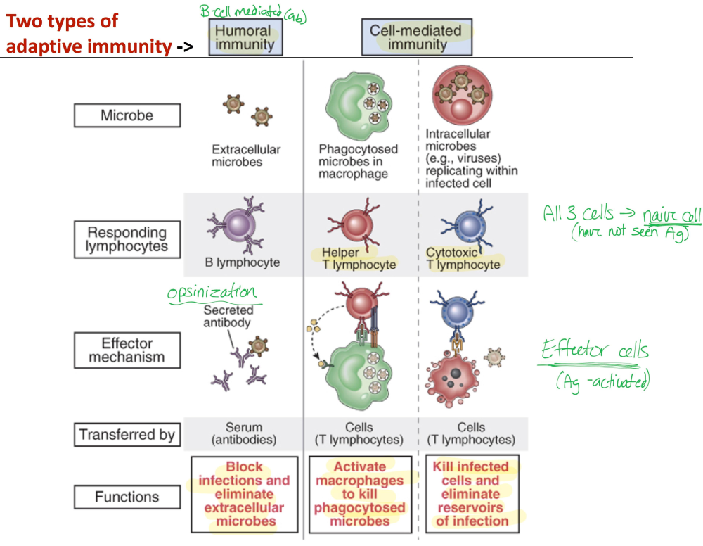 Adaptive immunity to SARS-CoV-2 and COVID-19