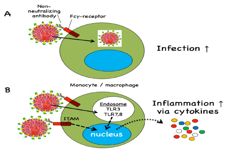 Antibody-dependent enhancement