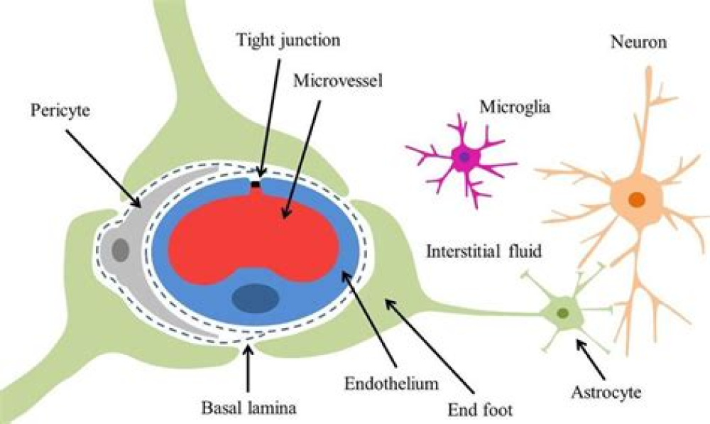 SARS-CoV-2 mediated neuroinflammation and the impact of COVID-19 in neurological disorders