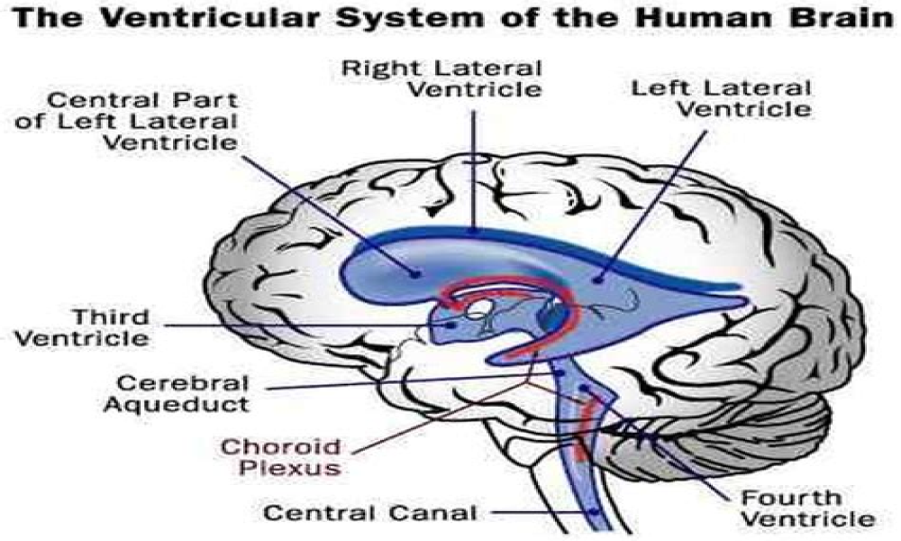 Insights into How SARS-CoV-2 Causes Brain Pathology