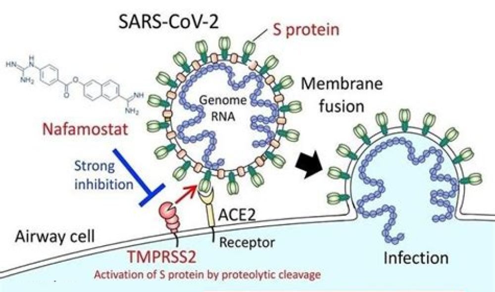 The furin cleavage site in the SARS-CoV-2 spike protein is required for transmission in ferrets