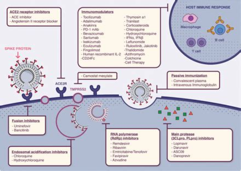 COVID‐19: immunopathology, pathophysiological mechanisms, and treatment options