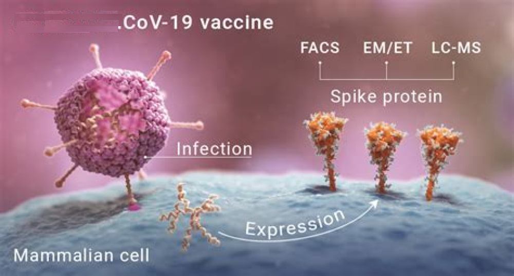 COVID-19 Vaccine Safety in Adolescents Aged 12–17 Years — United States, December 14, 2020–July 16, 2021