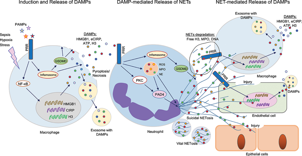 Use of DAMPs and SAMPs as Therapeutic Targets or Therapeutics: A Note of Caution