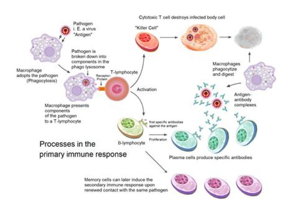 Lasting immunity found after recovery from COVID-19