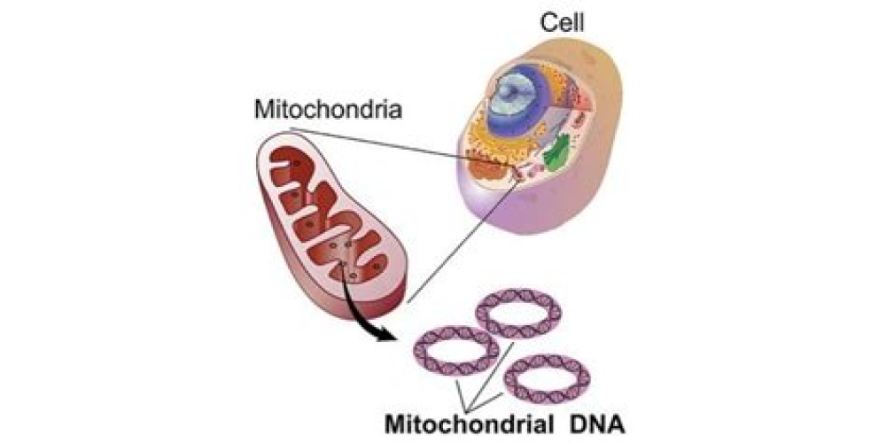 COVID-19: A Mitochondrial Perspective