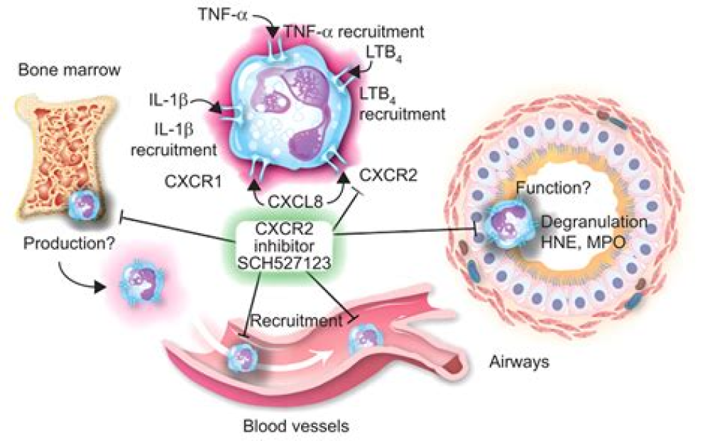 Role of neutrophil-epithelial interactions in SARS-CoV-2 infection
