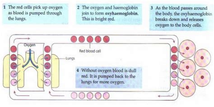 Oxygen Levels and the Digestive System