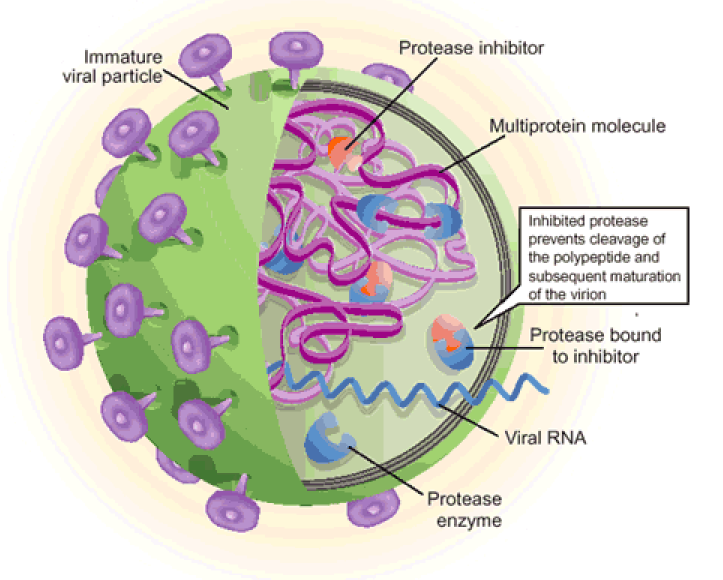 Role of proteolytic enzymes in the COVID-19 infection and promising therapeutic approaches