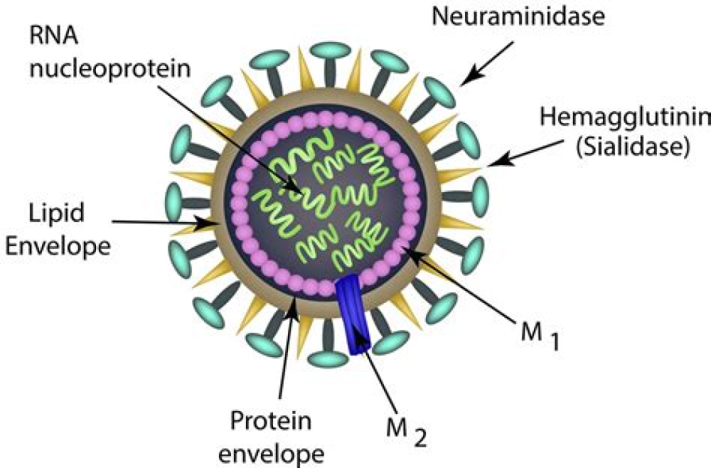 OC43 Membrane Protein Science