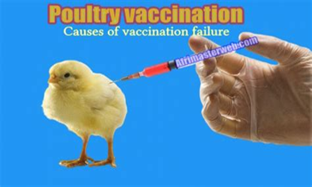 Hidden History When Vaccines go wrong…This chicken vaccine makes its virus more dangerous