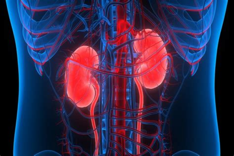 Another Hidden Covid Risk: Lingering Kidney Problems