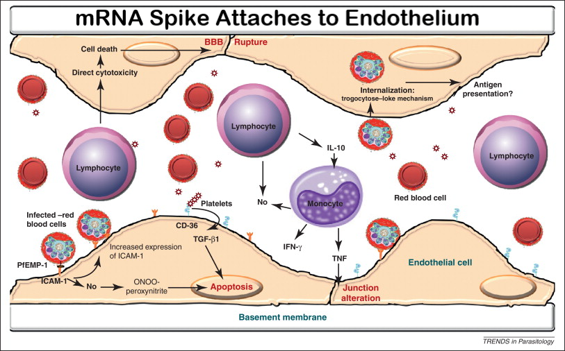 SARS-CoV-2 Spike Protein Impairs Endothelial Function via Downregulation of ACE 2