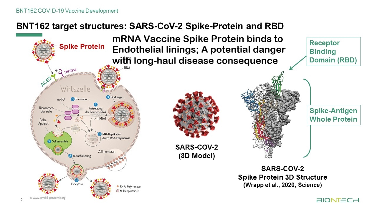 THE NOVEL CORONAVIRUS’ SPIKE PROTEIN PLAYS ADDITIONAL KEY ROLE IN ILLNESS