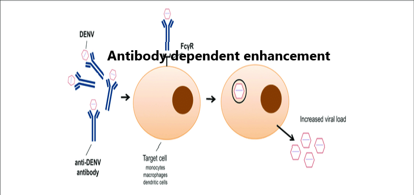 Antibody dependent enhancement: Unavoidable problems in vaccine development