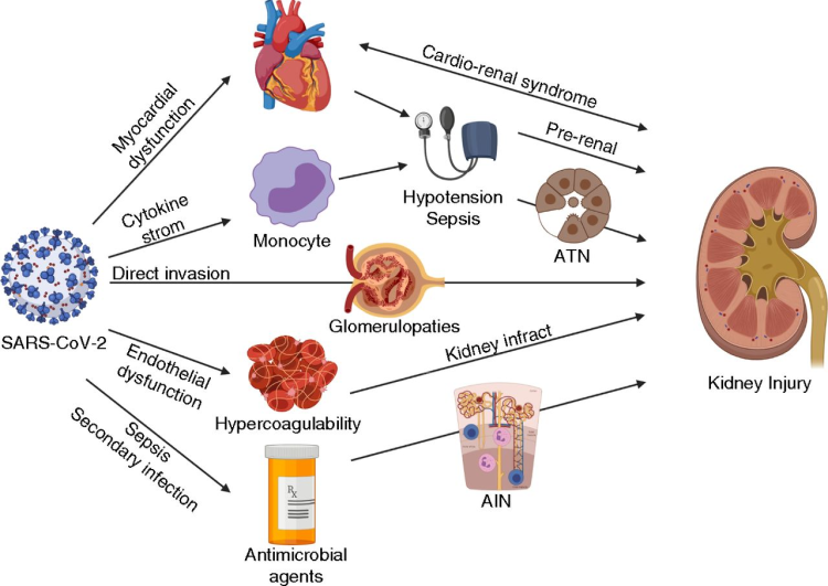 COVID-19 and chronic kidney disease: a comprehensive review