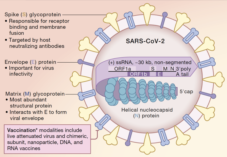 Domains and Functions of Spike Protein in SARS-Cov-2 in the Context of Vaccine Design