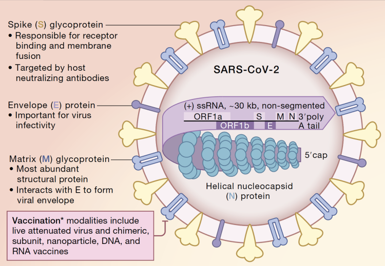 SARS–CoV–2 Spike Impairs DNA Damage Repair and Inhibits V(D)J Recombination In Vitro