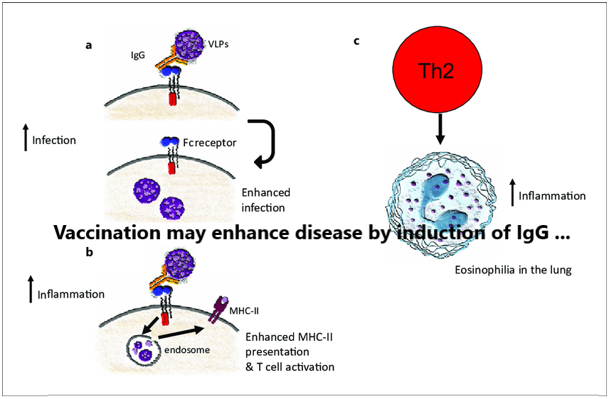 Vaccine-associated enhanced disease: Case definition and guidelines for data collection, analysis, and presentation of immunization safety data