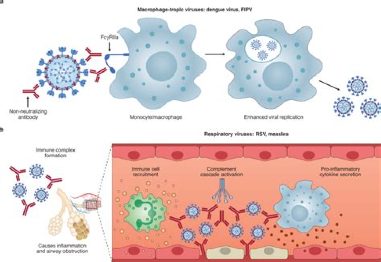 The potential for antibody-dependent enhancement of SARS-CoV-2 infection: Translational implications for vaccine development
