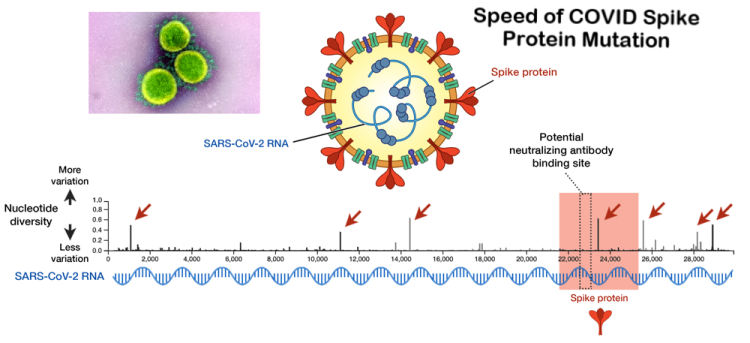 Study evaluates mutation-induced SARS-CoV-2 spike protein fold stability