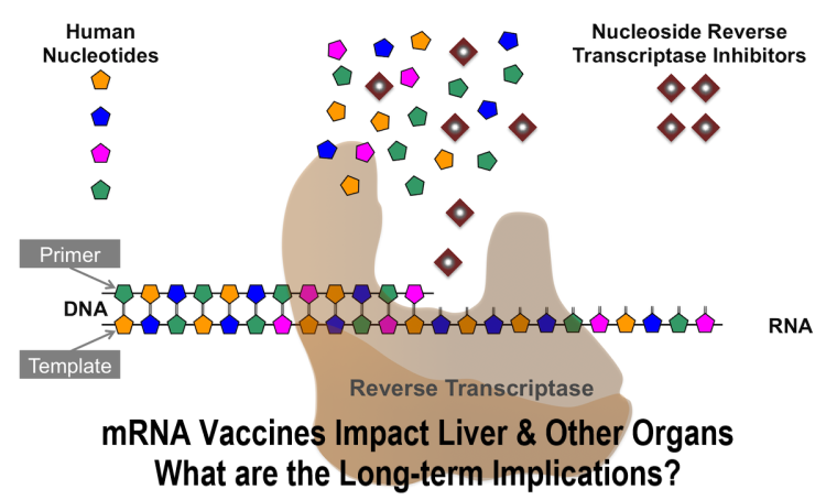 Intracellular Reverse Transcription of Pfizer BioNTech COVID-19 mRNA Vaccine BNT162b2 In Vitro in Human Liver Cell Line